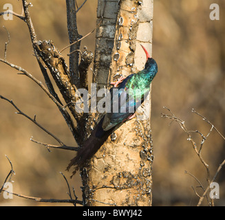 Green Wood-Hoopoe Phoeniculus purpureus Kruger National Park South Africa Stock Photo