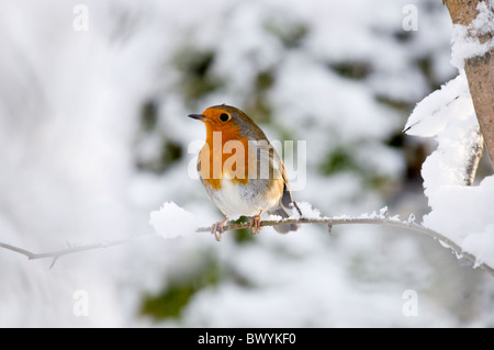 robin in snow Stock Photo