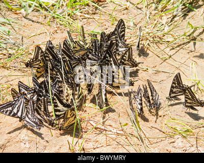 Swallowtail butterflies (Papilio glaucus) cluster on the bank of a river to lick minerals from the sand. Stock Photo