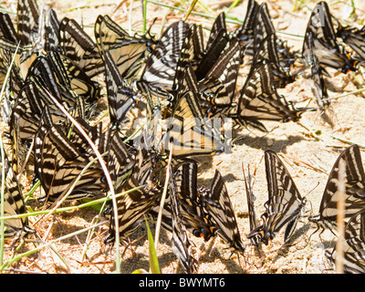 Swallowtail butterflies (Papilio glaucus) cluster on the bank of a river to lick minerals from the sand. Stock Photo