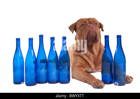 Dogue de Bordeaux between empty wine bottles Stock Photo