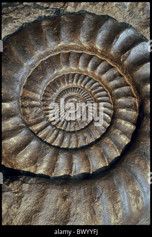 Ammonite fossil fossilization spiral stone Stock Photo