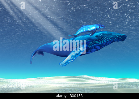 Mom and baby Humpback whales swim together in a crystal clear ocean ...