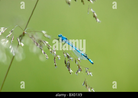 A Blue Damselfly (Bluet) perched on a stand of 'willowy' wild grass, near a pond with green grass providing the background. Stock Photo