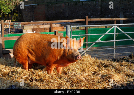 Tamworth sow and Hackney City Farm, London, England Stock Photo