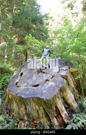 Redwoods National Park, California, USA Stock Photo