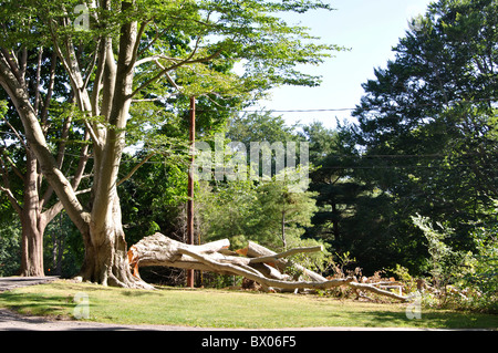 Tree after storm with broken off branch Stock Photo