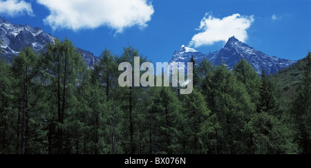 Chinese yew at the bottom of Mt. Siguniang, Kangding County, Garze Tibetan Autonomous Prefecture, Sichuan Province, China Stock Photo