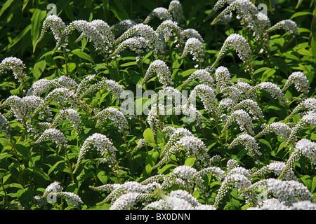 The summer display of Lysimachia clethroides in Knoll Gardens in Wimborne, Dorset, England, UK Stock Photo