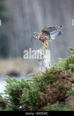 Merlin ( Falco columbarius), male, perched on post Stock Photo