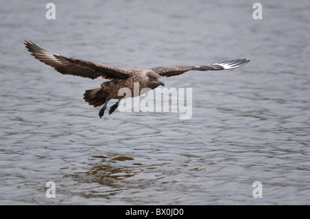 Great Skua in flight over water Stock Photo