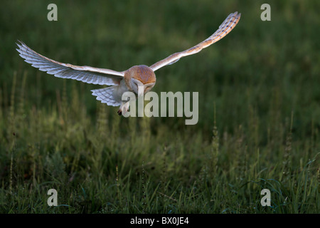 Barn owl in flight hunting over grassland Stock Photo