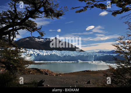 Blue vew through lenga beech tree silhouettes of Brazo Rico lake and Perito Moreno Glacier terminus, Andes Mountains, Patagonia Stock Photo
