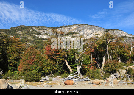 Autumn colour lenga beech trees, above a stony beach, below a high cliff, Brazo Rico shoreline, Perito Moreno Glacier, Andes Stock Photo