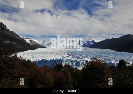 View of Perito Moreno Glacier terminus and valley through dark autumnal crowns of lenga beech trees, Andes Mountains, Argentina Stock Photo