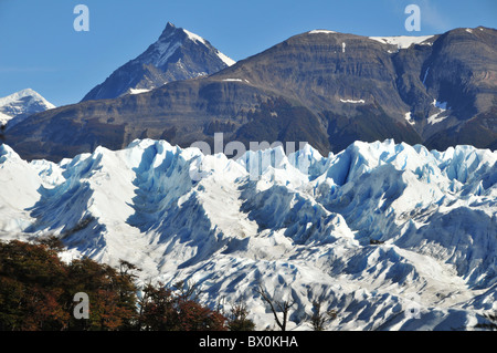 Andean view of a group of ice-trekkers on the gullied surface of the Perito Moreno Glacier, autumn colour lenga trees foreground Stock Photo