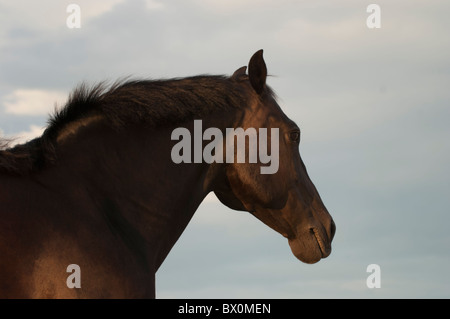 Morgan horse head shot in side view, partial silhouette, taken in low angle yellow sunset light. Stock Photo