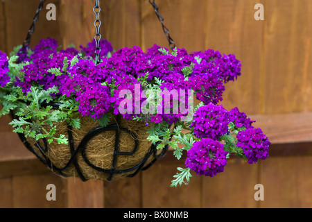 TRAILING PURPLE VERBENA IN A HANGING BASKET Stock Photo