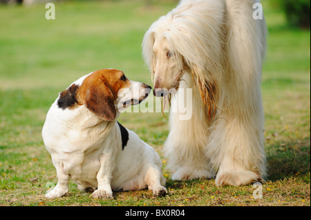 Saint Bernard and Afghan hound dogs playing together Stock Photo