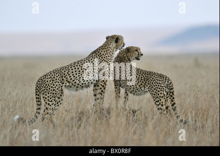 Cheetah (Acinonyx jubatus) two of the 'Three brothers' looking for prey in the surroundings - Maasai Mara - Kenya Stock Photo