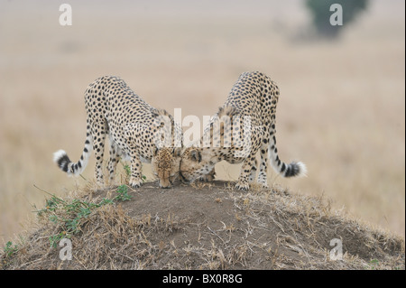 Cheetah (Acinonyx jubatus) two of the 'Three brothers' sniffing on a termite mound - Maasai Mara - Kenya Stock Photo