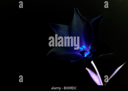 An inverted lily on a black background Stock Photo