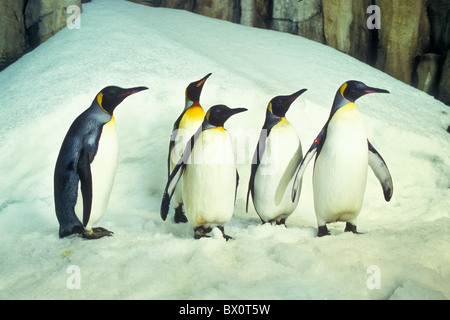 King Penguins at the Montreal Biodome Stock Photo