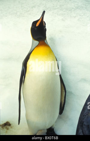 King Penguins at the Montreal Biodome Stock Photo