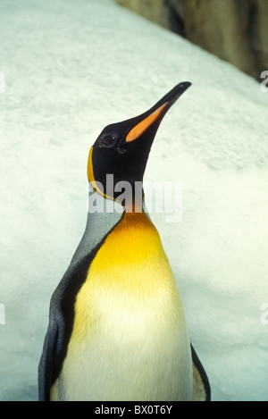 King Penguins at the Montreal Biodome Stock Photo