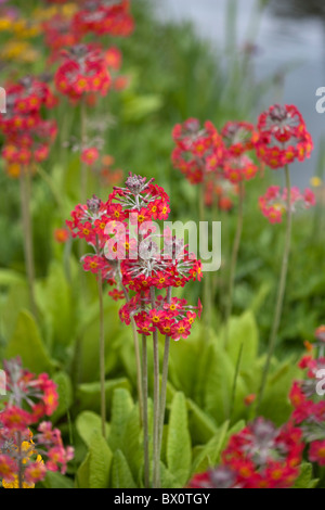 Candelabra Primrose Primula Stock Photo