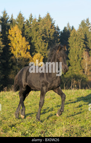 Friesian horse foal in autumn evening Stock Photo