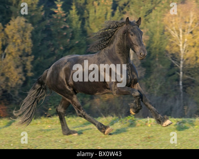 Friesian horse galloping in autumn evening Stock Photo