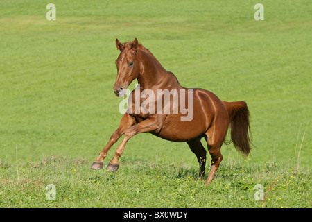 Hanoverian breed horse galloping in the field Stock Photo