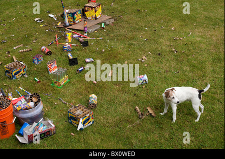 Day after backyard fireworks display on July 4th clean up the garbage time with Jack Russell Terrier Stock Photo