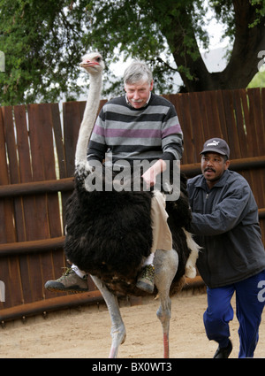 Tourist Riding an Ostrich in an Ostrich Farm, Oudtshoorn, Western Cape Province, South Africa. Stock Photo