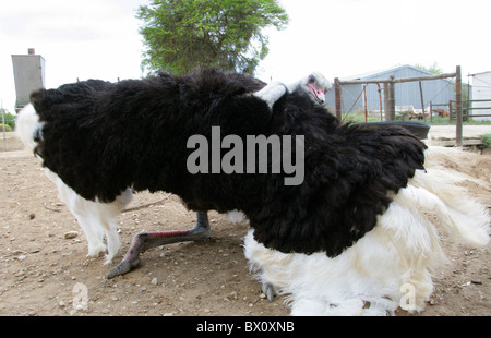 Ostrich (Struthio camelus, Struthionidae) Performing a Courtship Dance in an Ostrich Farm, Oudtshoorn, Western Cape Province. Stock Photo