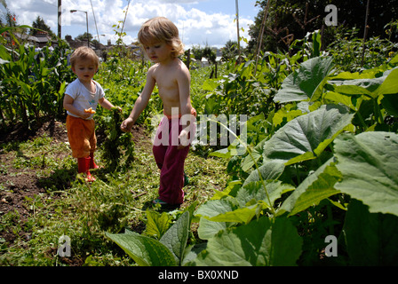 Planting organic vegetables in urban allotment in Peckham South London Stock Photo