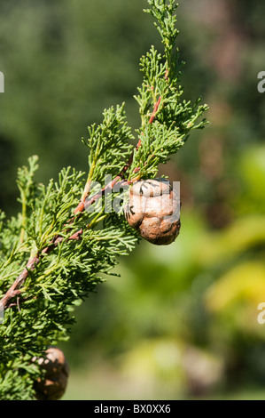 pine cones on a firt tree in southern France, nr Orange. Stock Photo