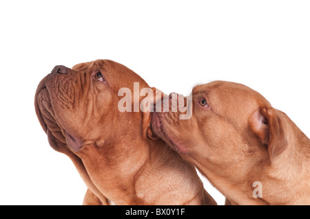 Young dog is whispering a secret in its friend's ear Stock Photo