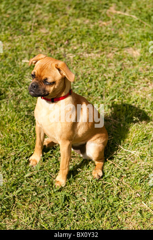 A lone brown Pug breed dog sits in the green grass in a yard in the Spring time. Shallow depth of field with focus on dogs head. Stock Photo