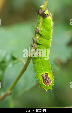 indian moon moth caterpillar, actias selene, hanging on branch Stock Photo