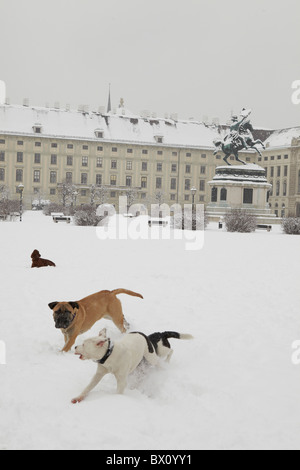 dogs playing in snow Stock Photo