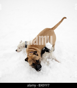 dogs playing in snow Stock Photo