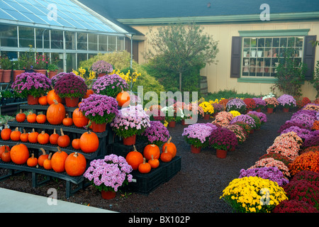 Colorful autumn display of mums and pumpkins at this country store in Lewisburg, Pennsylvania. Stock Photo