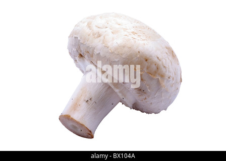 Champignon mushroom macro isolated on the white background. Stock Photo