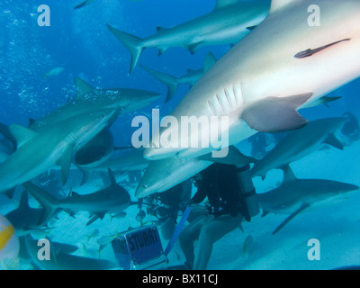 Caribbean Reef Sharks, Nassau, Bahamas Stock Photo