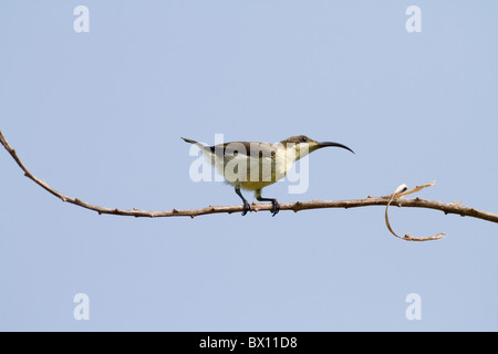 Purple-rumped Sunbird (Leptocoma zeylonica) female at Talangama Sri Lanka Stock Photo