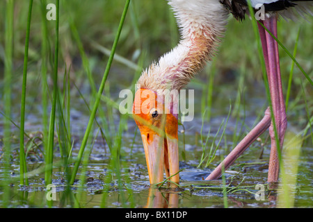 Painted Stork (Mycteria leucocephala) Stock Photo