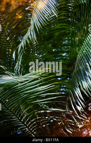 Coconut Palm fronds reflecting in a pool in India Stock Photo