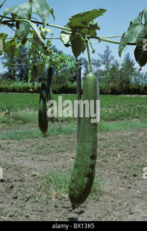Fruit of a loofah (Luffa cylindrica) plant on a trellis, Colombia Stock Photo